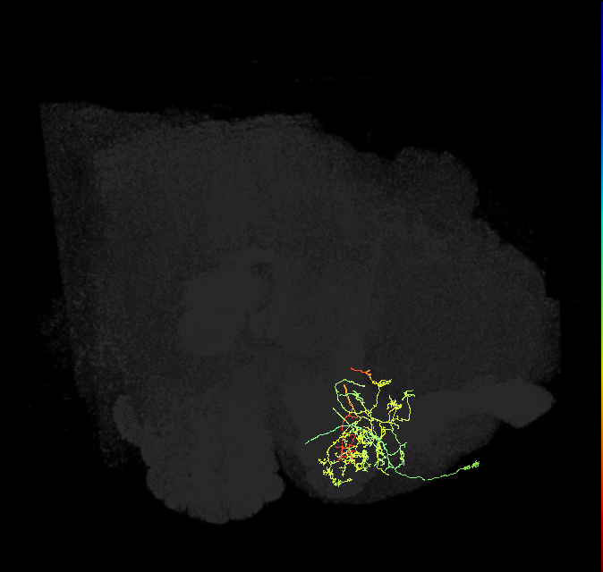 PAM08_a(y4)_R (FlyEM-HB:1141692008)