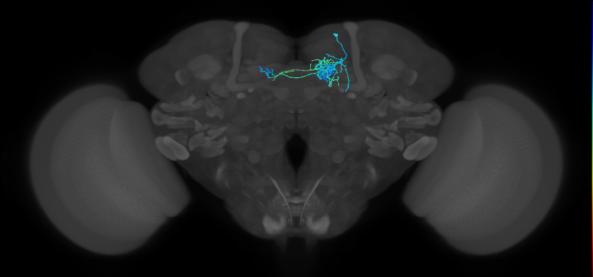 PAM08_a(y4)_R (FlyEM-HB:1141692008)