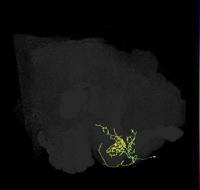 PAM08_a(y4)_R (FlyEM-HB:1141342258)