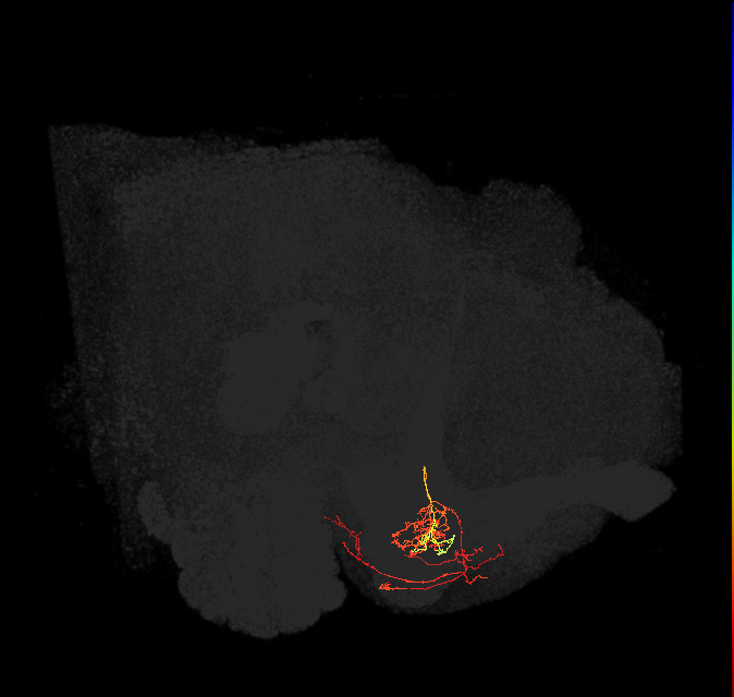 PAM08_a(y4)_L (FlyEM-HB:1172796014)