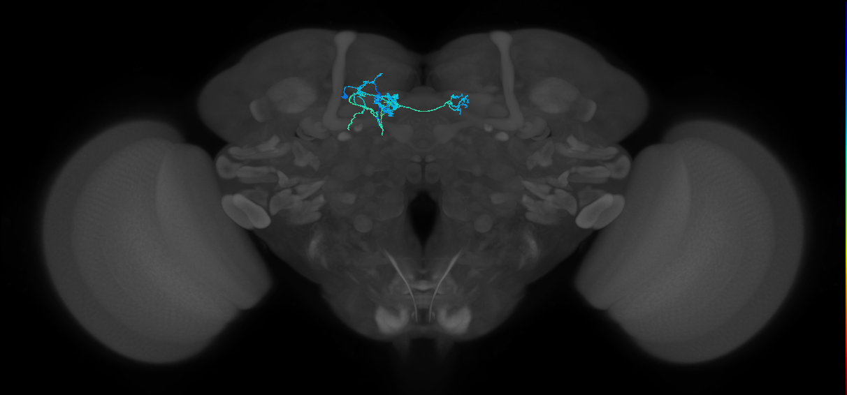 PAM08_a(y4)_L (FlyEM-HB:5812983827)