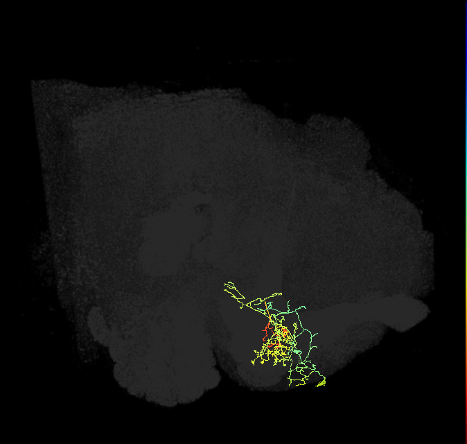 PAM08_a(y4)_R (FlyEM-HB:1142365351)