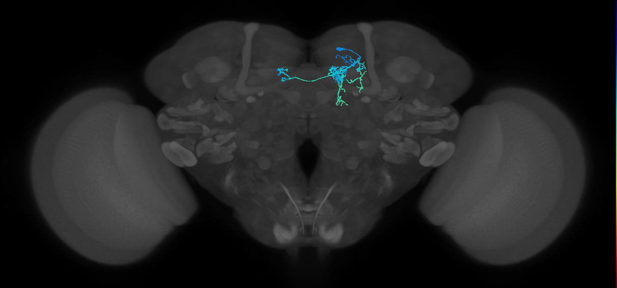 PAM08_a(y4)_R (FlyEM-HB:1142365351)