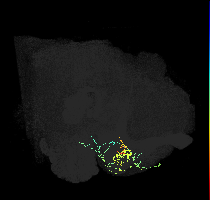 PAM08_a(y4)_R (FlyEM-HB:988852391)