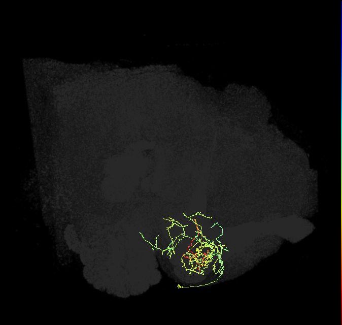 PAM08_a(y4)_R (FlyEM-HB:1173745330)