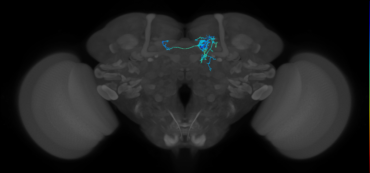 PAM08_a(y4)_R (FlyEM-HB:1173745330)