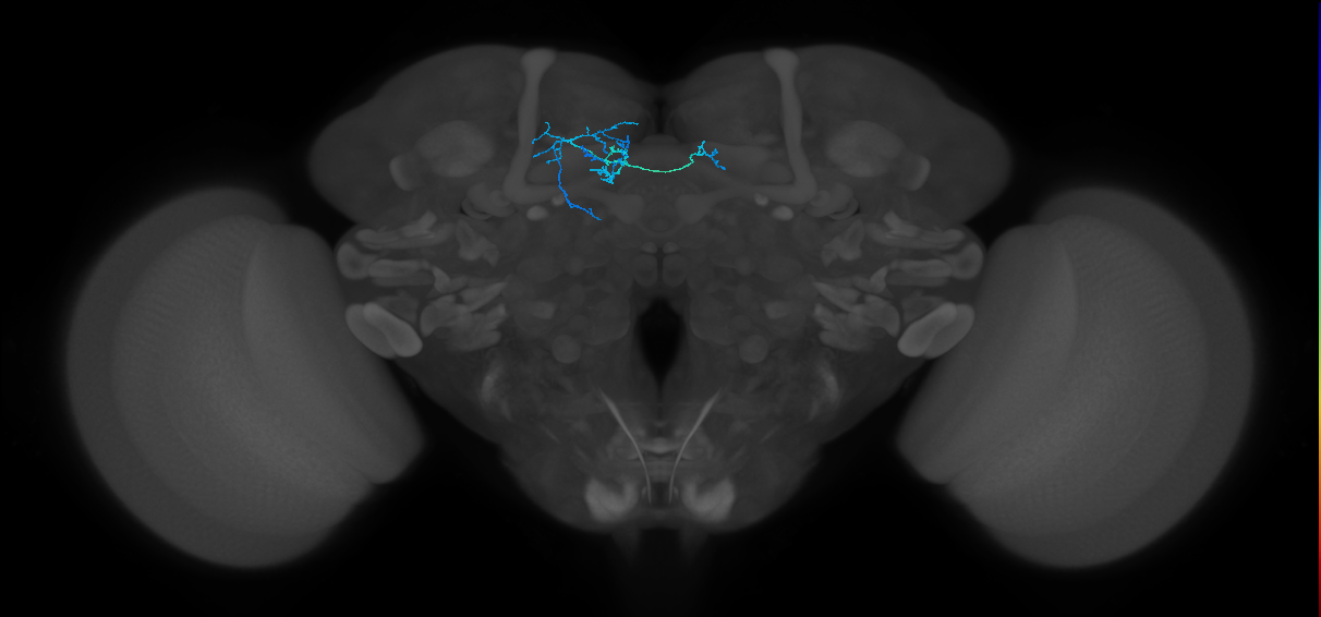 PAM08_a(y4)_L (FlyEM-HB:5813057947)