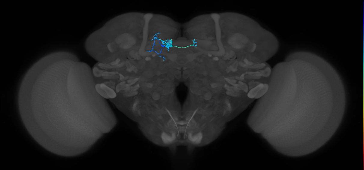 PAM08_a(y4)_L (FlyEM-HB:5813061560)