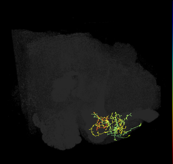 PAM08_b(y4)_R (FlyEM-HB:1141350537)