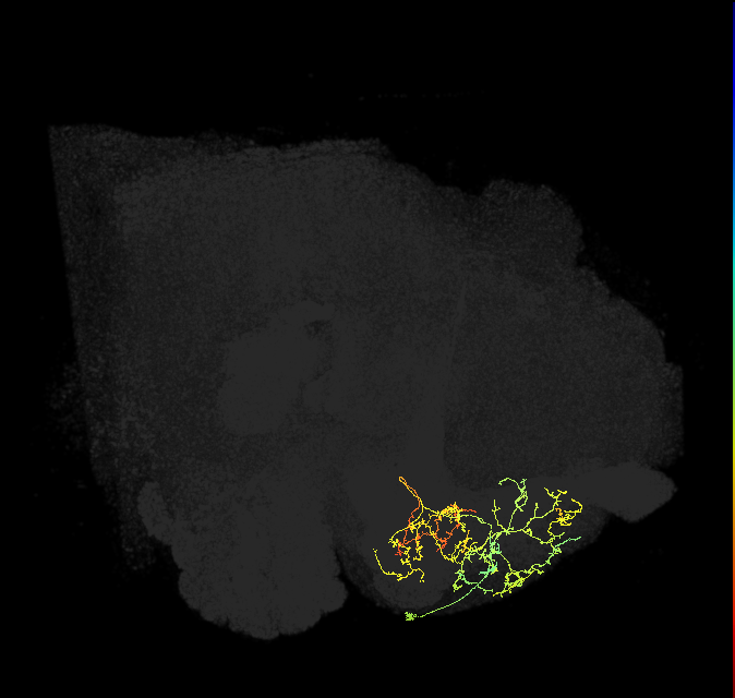 PAM08_b(y4)_R (FlyEM-HB:1110307501)