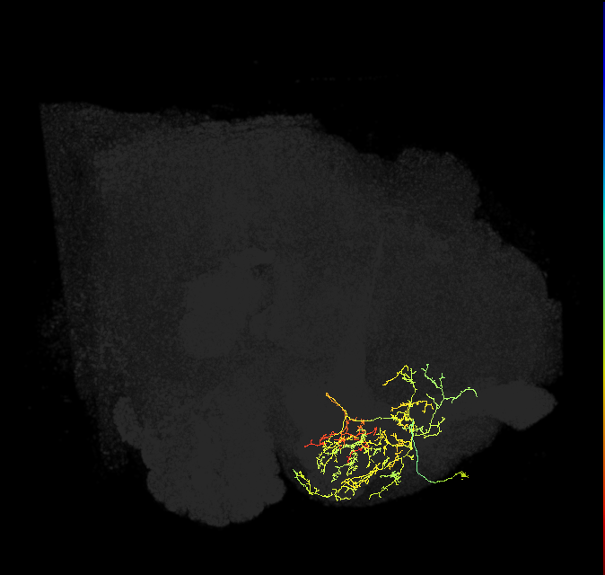 PAM08_b(y4)_R (FlyEM-HB:1141000881)
