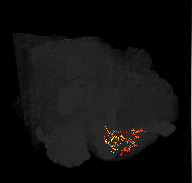 PAM08_b(y4)_L (FlyEM-HB:798356481)