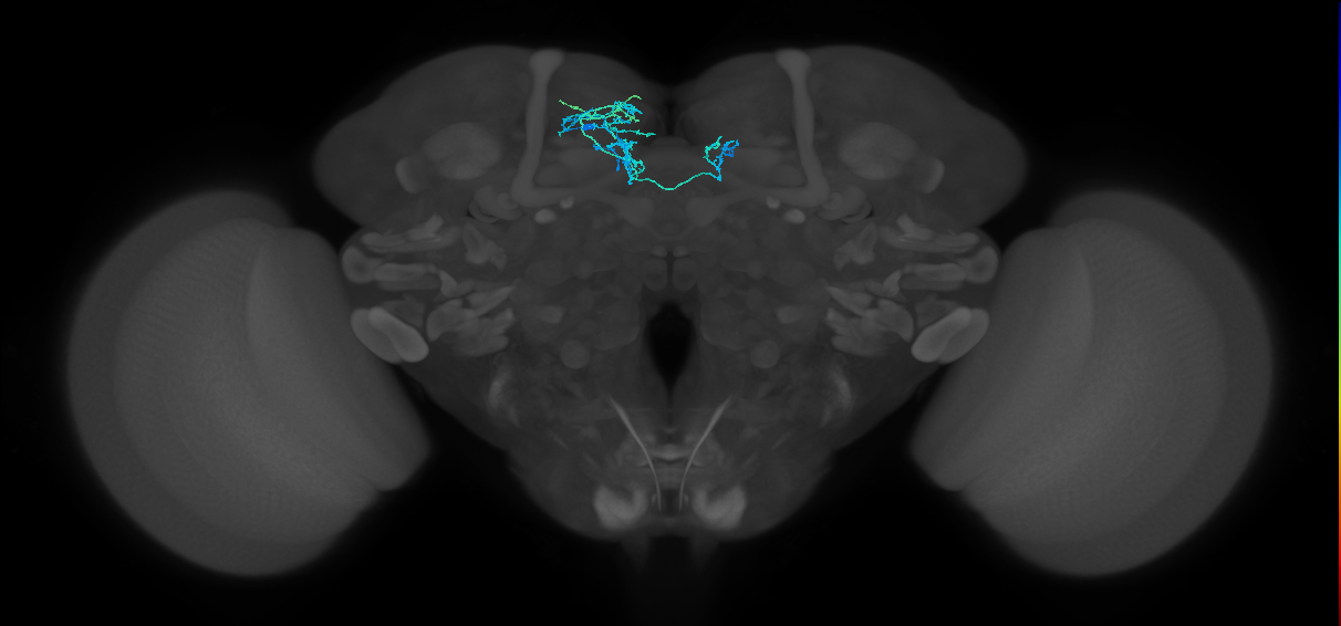 PAM08_b(y4)_L (FlyEM-HB:798356481)