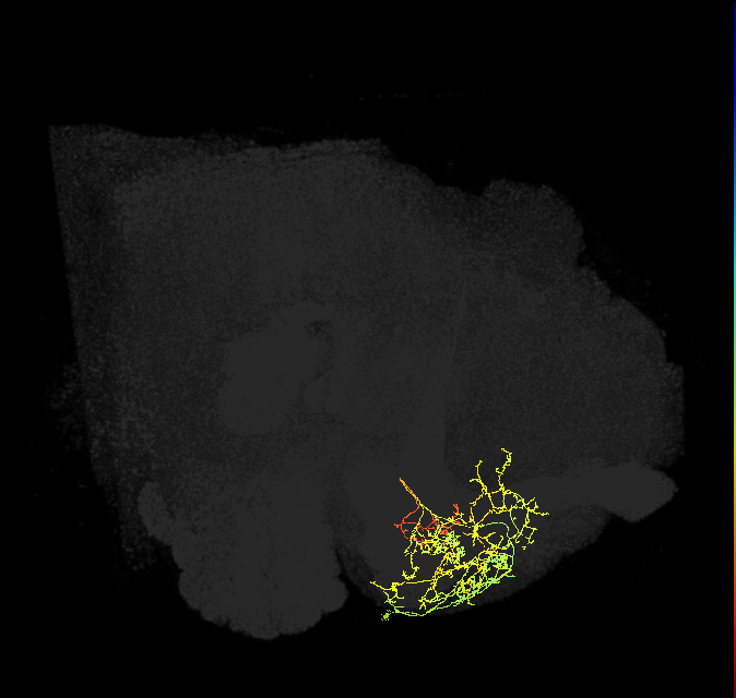 PAM08_b(y4)_R (FlyEM-HB:924429714)