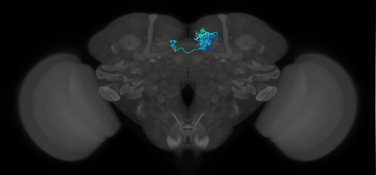 PAM08_b(y4)_R (FlyEM-HB:924429714)