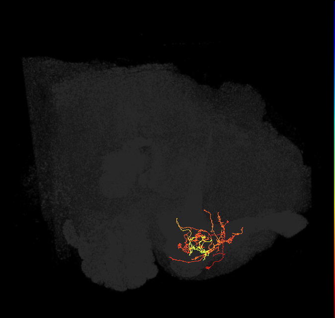 PAM08_b(y4)_L (FlyEM-HB:5813020288)