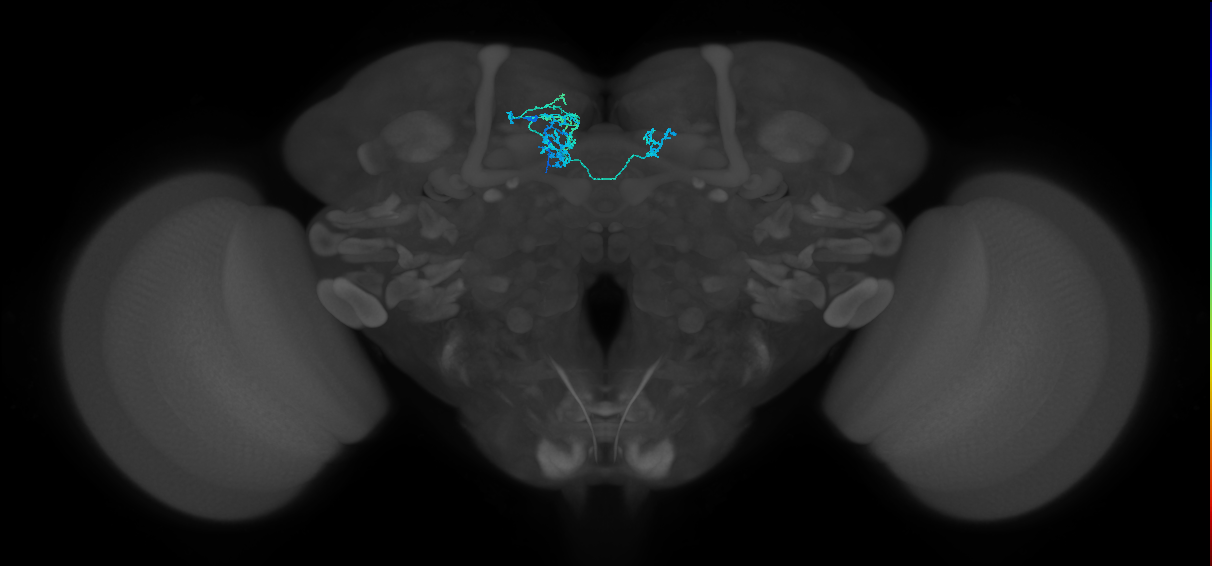 PAM08_b(y4)_L (FlyEM-HB:5813020288)