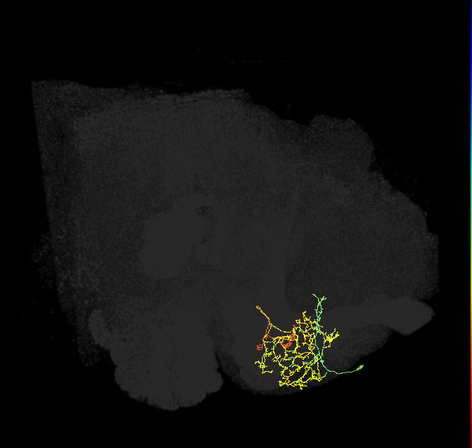 PAM08_b(y4)_R (FlyEM-HB:1110997994)