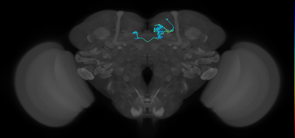 PAM08_b(y4)_R (FlyEM-HB:1110997994)