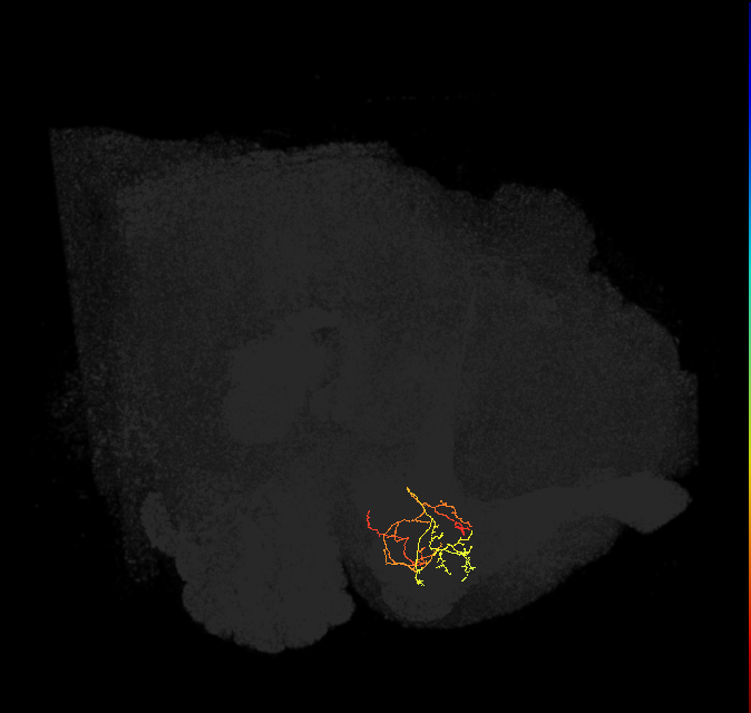 PAM08_b(y4)_L (FlyEM-HB:1141009503)