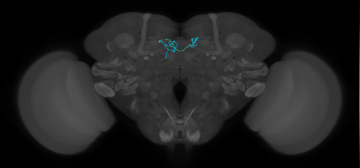 PAM08_b(y4)_L (FlyEM-HB:1141009503)
