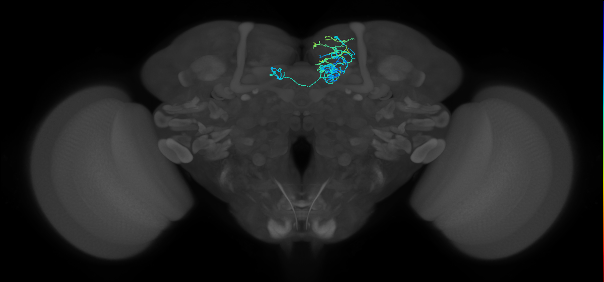 PAM08_c(y4)_R (FlyEM-HB:580317662)