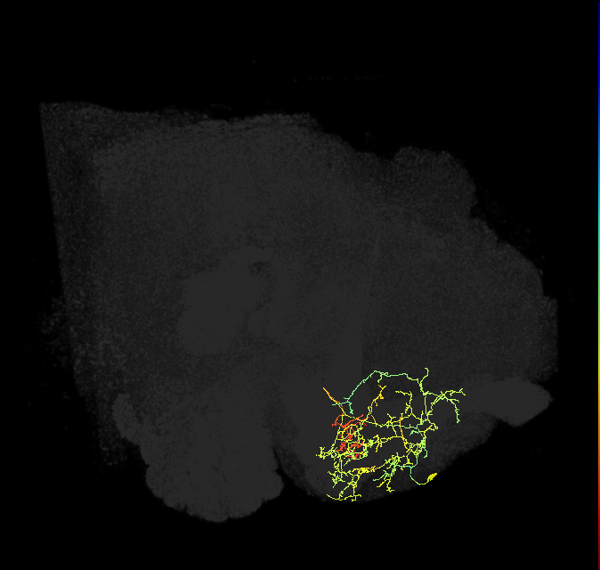 PAM08_c(y4)_R (FlyEM-HB:1172031461)