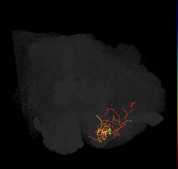 PAM08_c(y4)_L (FlyEM-HB:5813021844)