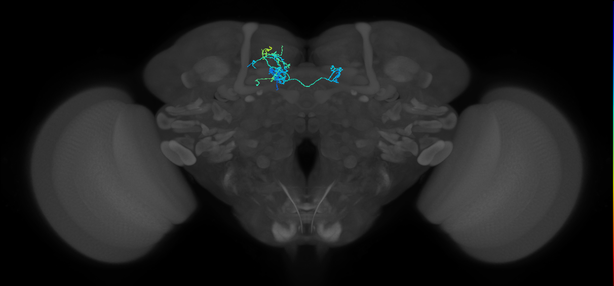 PAM08_c(y4)_L (FlyEM-HB:5813021844)