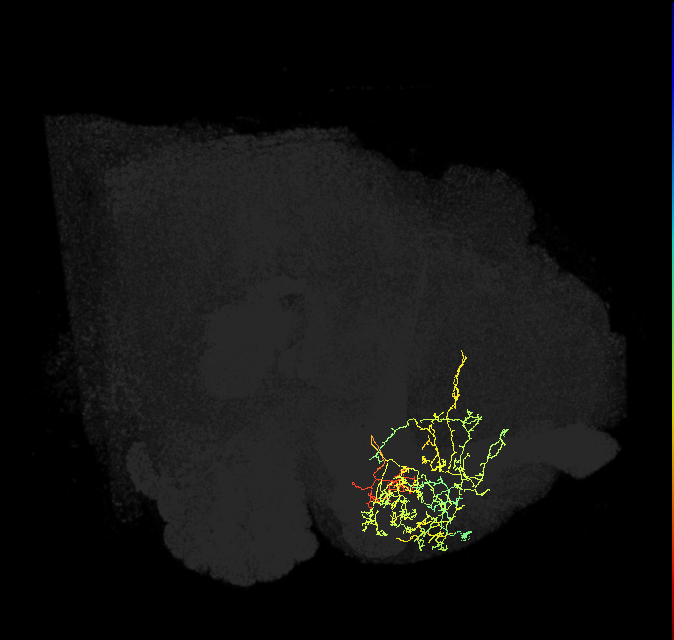 PAM08_c(y4)_R (FlyEM-HB:735134301)
