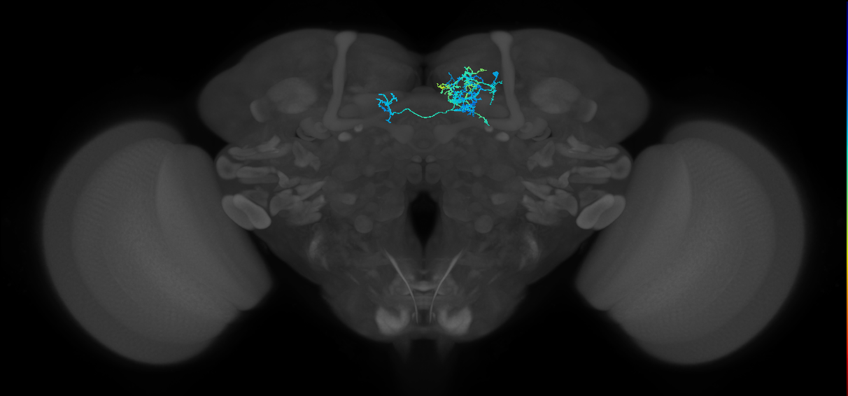 PAM08_c(y4)_R (FlyEM-HB:735134301)