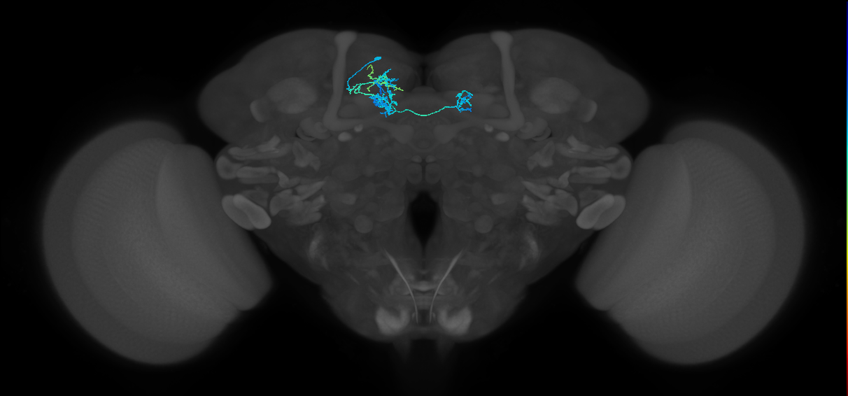 PAM08_c(y4)_L (FlyEM-HB:954528474)