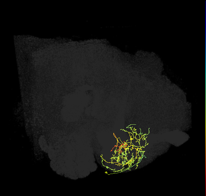 PAM08_c(y4)_R (FlyEM-HB:1140655624)