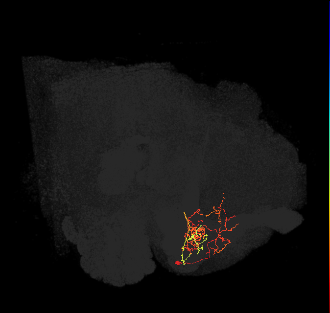 PAM08_c(y4)_L (FlyEM-HB:5813069977)