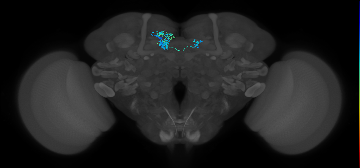 PAM08_c(y4)_L (FlyEM-HB:1140738351)