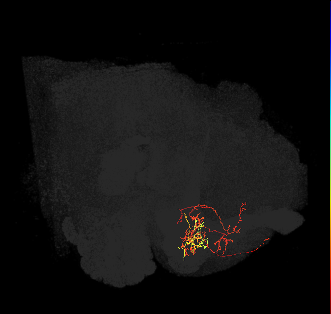 PAM08_d(y4)_L (FlyEM-HB:5812981641)