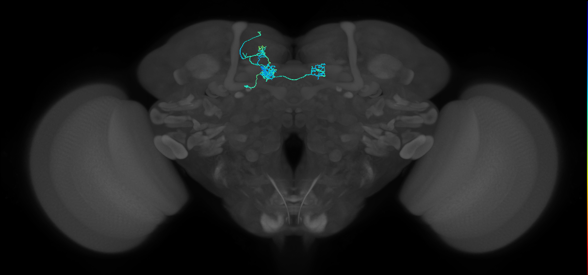 PAM08_d(y4)_L (FlyEM-HB:5812981641)