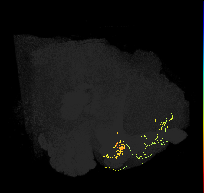PAM08_e(y4)_R (FlyEM-HB:582355376)