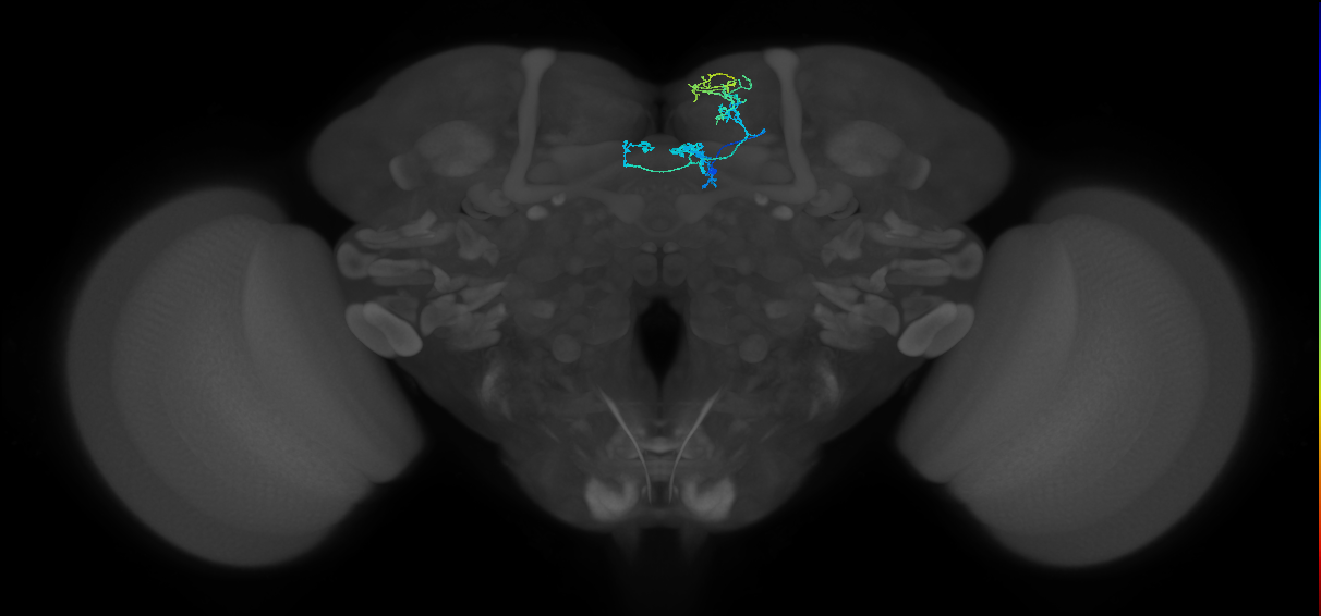 PAM08_e(y4)_R (FlyEM-HB:582355376)