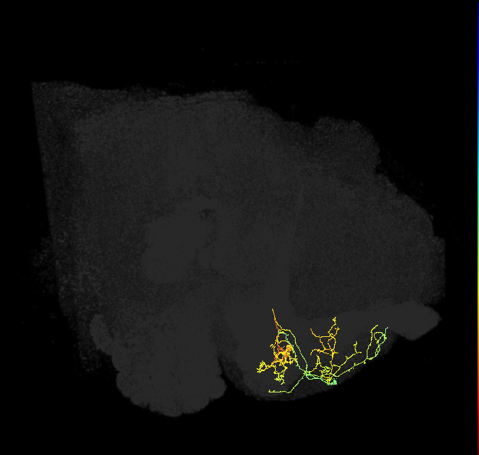 PAM08_e(y4)_R (FlyEM-HB:1173076523)