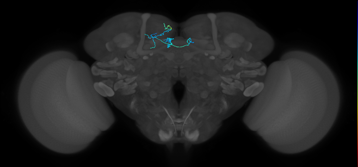PAM08_e(y4)_L (FlyEM-HB:1172433712)