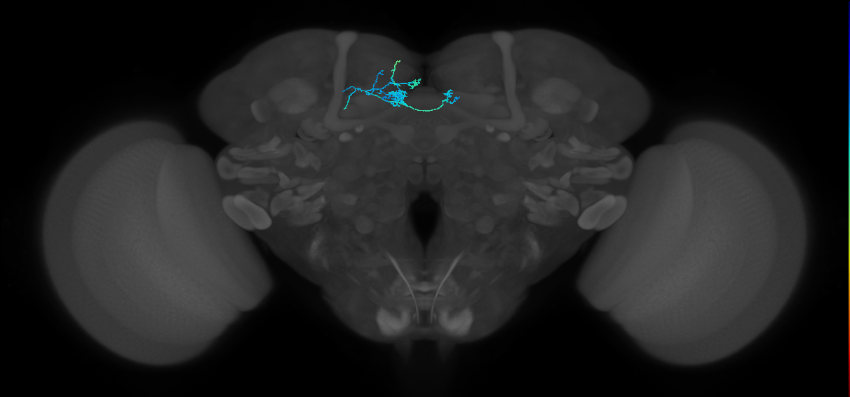 PAM08_e(y4)_L (FlyEM-HB:1171759765)