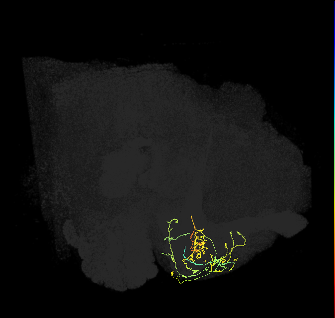 PAM08_e(y4)_R (FlyEM-HB:1141324564)