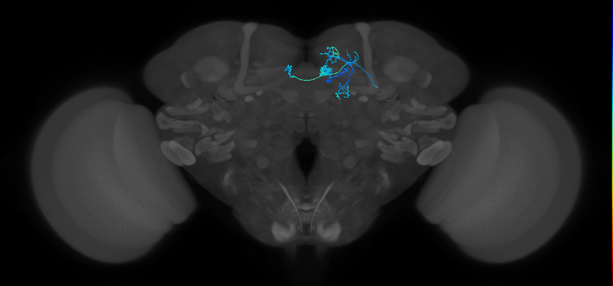 PAM08_e(y4)_R (FlyEM-HB:1141324564)