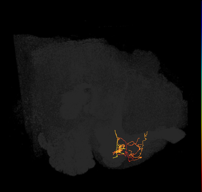 PAM08_e(y4)_L (FlyEM-HB:893805187)