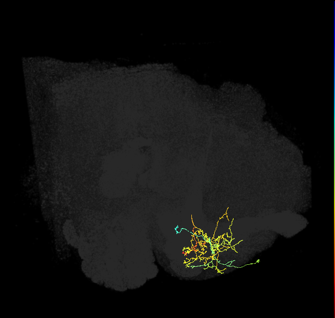 PAM08_e(y4)_R (FlyEM-HB:1173753977)