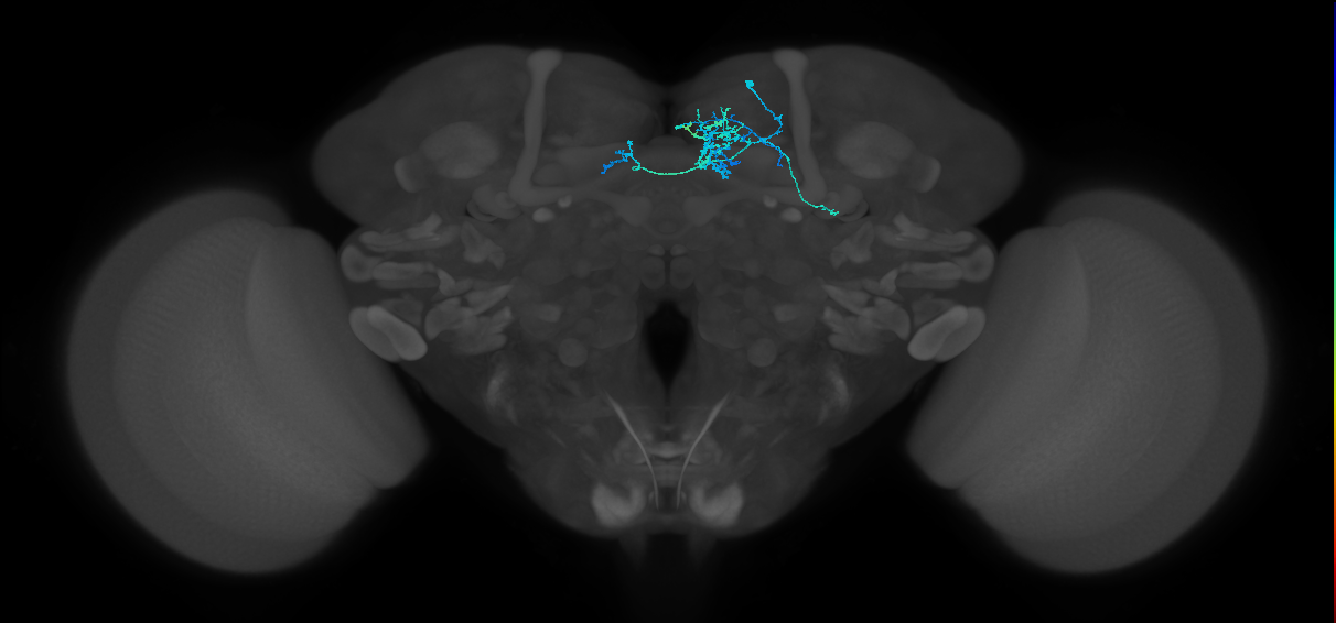 PAM08_e(y4)_R (FlyEM-HB:1173753977)