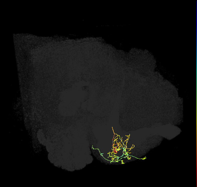 PAM08_e(y4)_R (FlyEM-HB:1173076392)