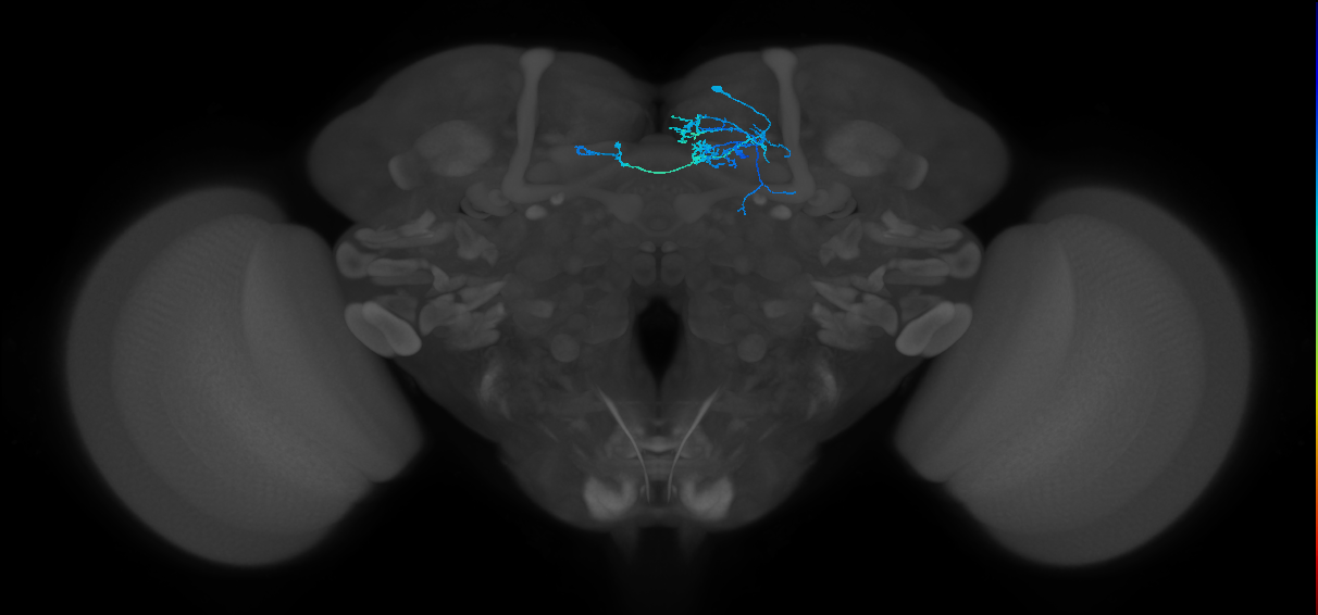 PAM08_e(y4)_R (FlyEM-HB:1173076392)