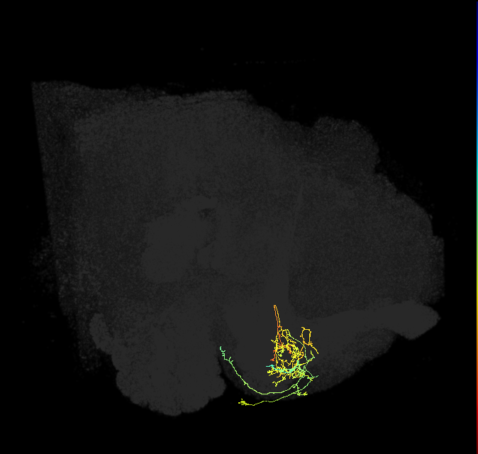 PAM08_e(y4)_R (FlyEM-HB:1141678948)